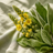 Mullein Leaf